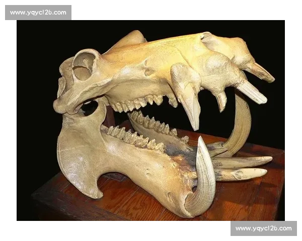 美洲虎对决非洲狮子谁才是陆地顶级猛兽之王深度解析全面实力对比